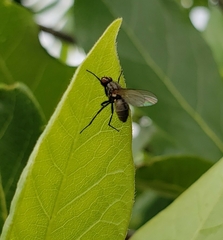 Entomophthora muscae