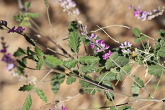 Cullen australasicum
