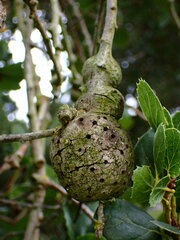 Callirhytis quercussuttoni