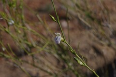 Monechma spartioides