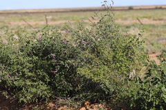 Cullen australasicum