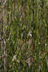 Monechma spartioides