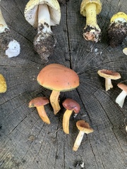 Boletaceae