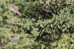 Cullen australasicum