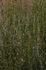 Monechma spartioides