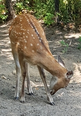 Cervus nippon pseudaxis