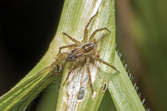 Dolomedes facetus
