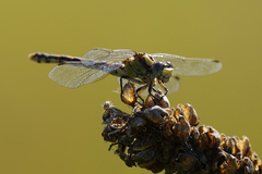Ophiogomphus occidentis