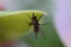 Entomophthora muscae