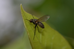 Entomophthora muscae