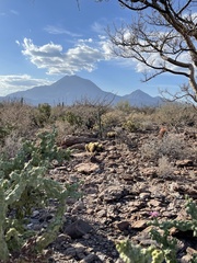 Cylindropuntia cholla
