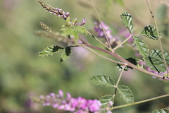 Cullen australasicum