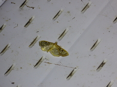 Herpetogramma thestealis