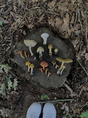 Boletaceae