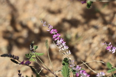 Cullen australasicum