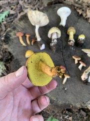 Boletaceae
