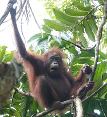 Pongo pygmaeus morio