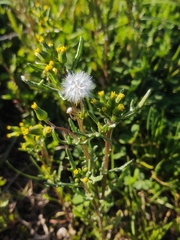 Senecio vulgaris