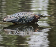 Butorides virescens
