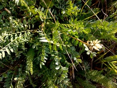 Astragalus inopinatus