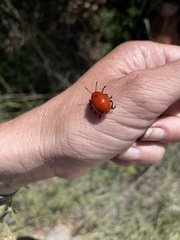 Leptinotarsa rubiginosa