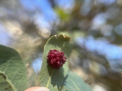 Cynips quercusechinus