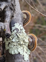 Trametes