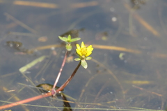 Bidens beckii