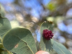 Cynips quercusechinus