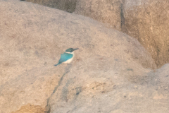 Todiramphus chloris humii