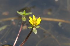 Bidens beckii