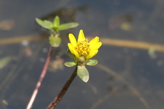 Bidens beckii