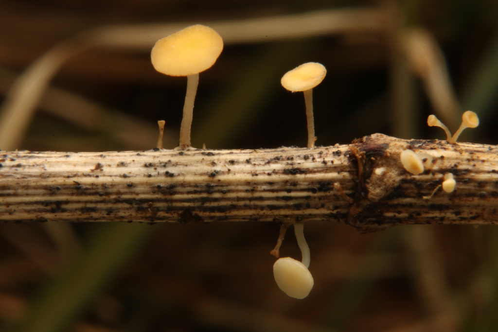 Hymenoscyphus sp. 'PA02'
