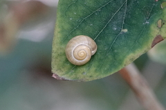 Cepaea hortensis