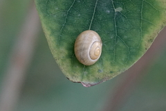 Cepaea hortensis