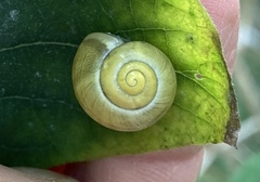 Cepaea hortensis