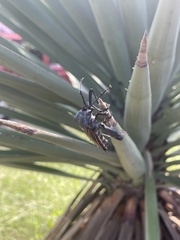 Pachylis neocalifornicus