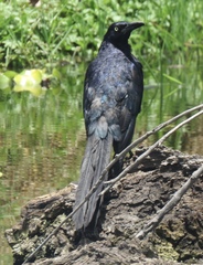 Quiscalus mexicanus
