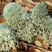 Reindeer Lichens - Photo (c) Jason Hollinger, some rights reserved (CC BY)