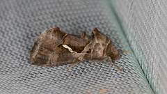 Chrysodeixis subsidens