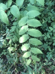 Streptopus amplexifolius