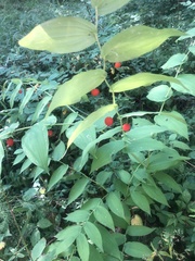 Streptopus amplexifolius