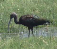 Plegadis chihi