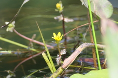 Bidens beckii