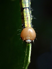 Phryganidia californica