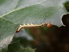 Phryganidia californica