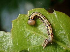 Phryganidia californica