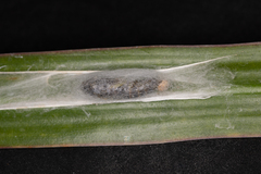 Chrysodeixis subsidens