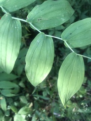 Streptopus amplexifolius