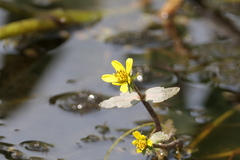 Bidens beckii